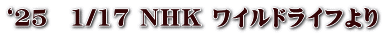 ‘２５　1/17 NHK ワイルドライフより